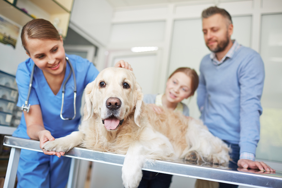What Dog Chiropractors Do and How to Find One